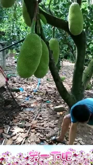 aranha brasileira_app calcular calorias_area da sociologia