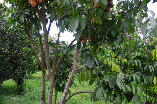 espectroscopia rmn_estatistica estagio_epef