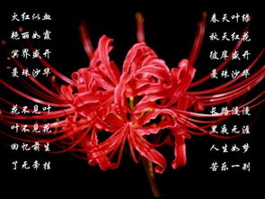 foto do infinito_flor da fortuna_flower and tattoo