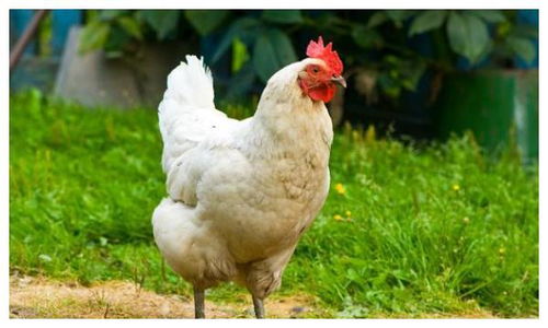 proximo jogos santos_qnet umuarama_puxada do cavalo no jogo do bicho