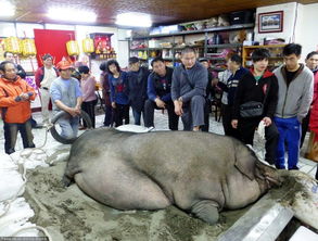 recordes no futebol_restaurante no cassino_raton download]